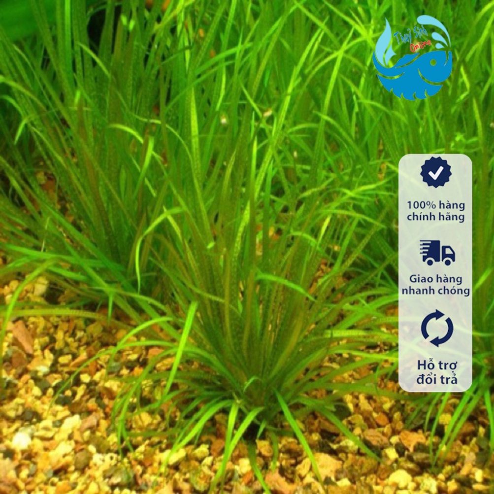 Cây thuỷ sinh Cỏ nhật (không cẩn co2)