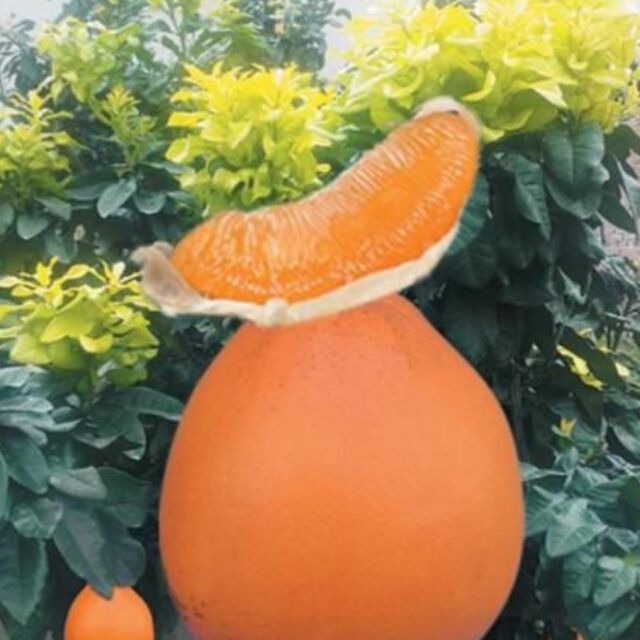Cây bưởi vàng f1