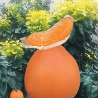 Cây bưởi vàng f1