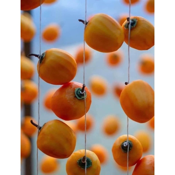 Hồng ĐÀ LẠT treo gió công nghệ Nhật