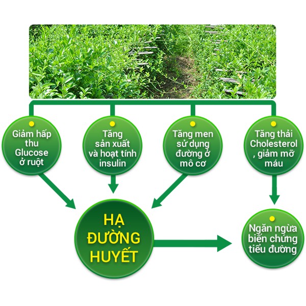 Cao tiểu đường- dây thìa canh Minh Nhi lọ 100gr