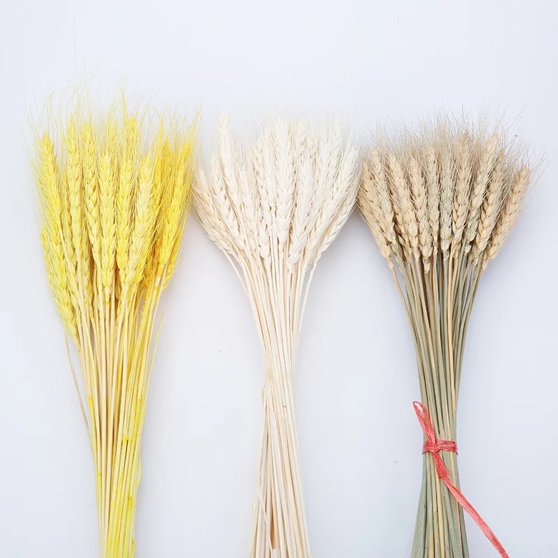 5 hoa lúa mạch khô trắng ❤️FREESHIP❤️ Hoa Lúa mạch khô ITALY retro vinatge, trang trí cưới