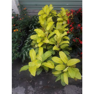 Combo 2 cây trầu bà vàng