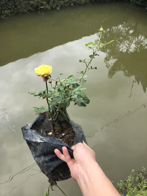 Hoa hồng sẵn bầu mini