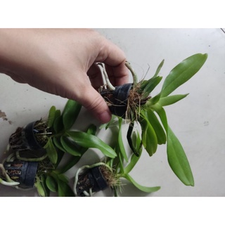 Hoa lan hoàng nhạn giống