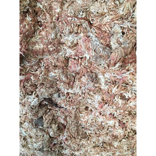 Dớn con sâu Chi lê gói 100gr