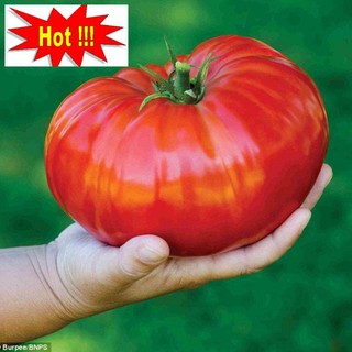 Hạt giống Cà chua khổng lồ 1kg