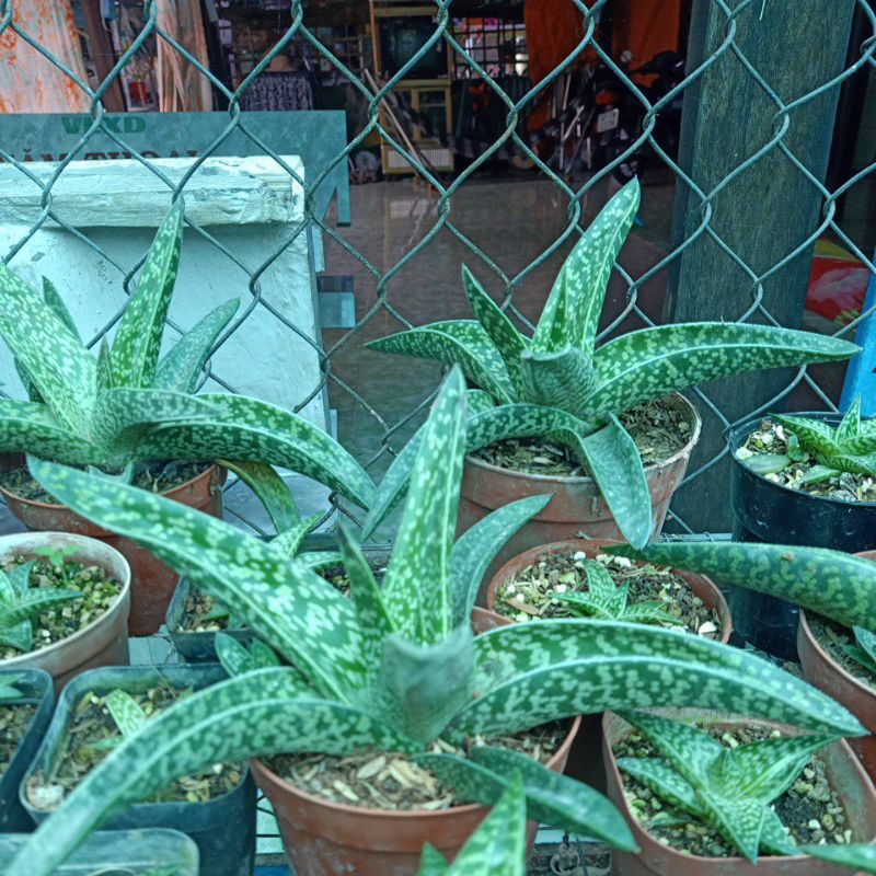 Nha đam kiểng lá dài