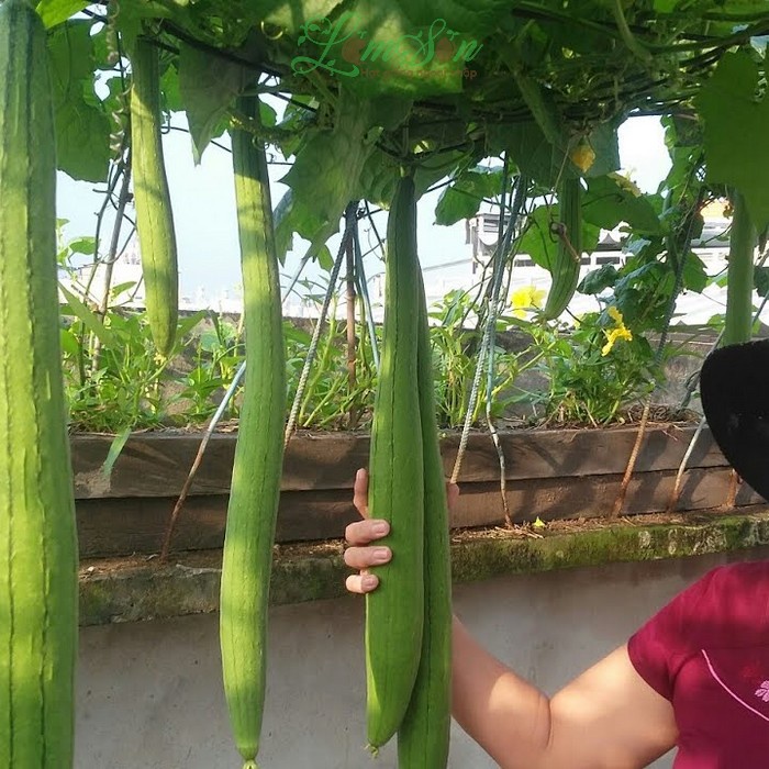 Hạt giống Mướp Hương Dài F1 Nhập Khẩu nguyên bao bì Thái Lan - 8 hạt - Năng xuất cao, thơm ngon