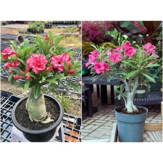 combo 12 hạt sứ thái đủ màu