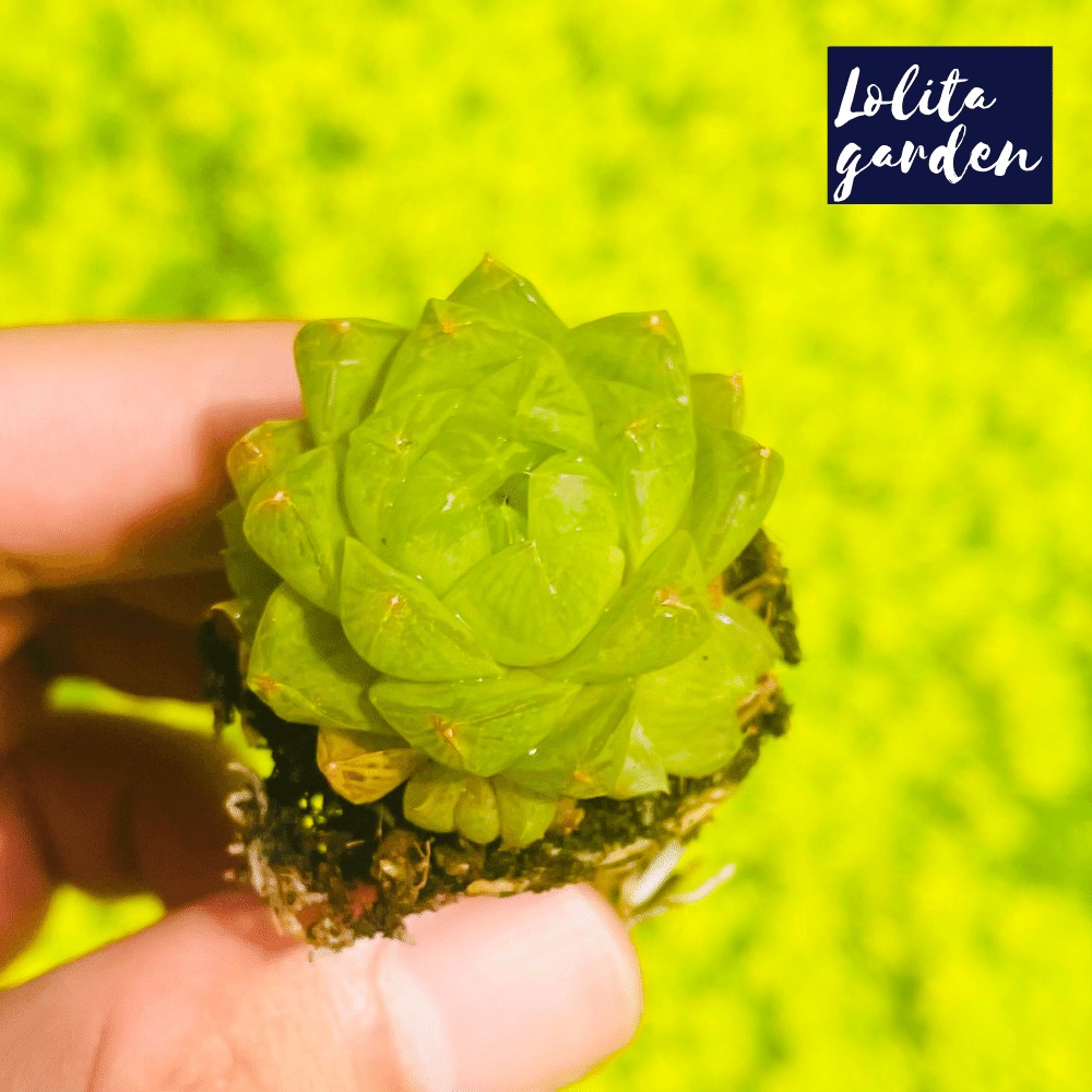Sen đá ngọc lá bé Đà Lạt size mini cây cảnh trang trí nhà cửa Lolita garden