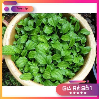 0.2gr Hạt giống Rau Mã Đề
