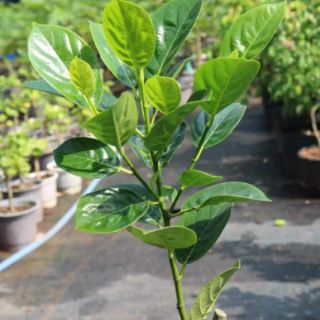 Cây 🌲 Mít Malaysia ruột đỏ ... siêu sớm