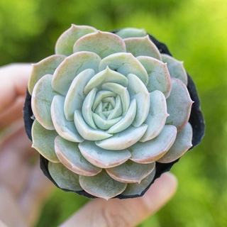 Sen đá ngọc bích 5-7cm - Vườn sen đá