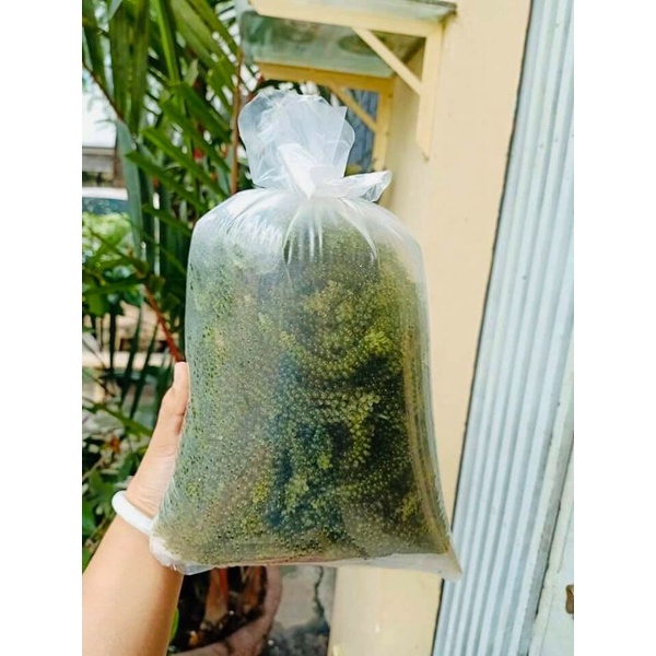 1kg Rong nho tươi hàng mới hàng ngày
