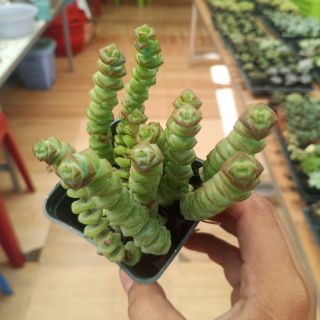 Sen đá xiên thịt (lẻ 1 đầu)