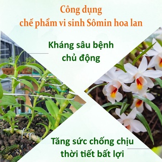Chế phẩm vi sinh Sômin hoa lan 100ml
