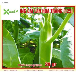 🌼🌼 hạt giống cải rổ 🌼🌼