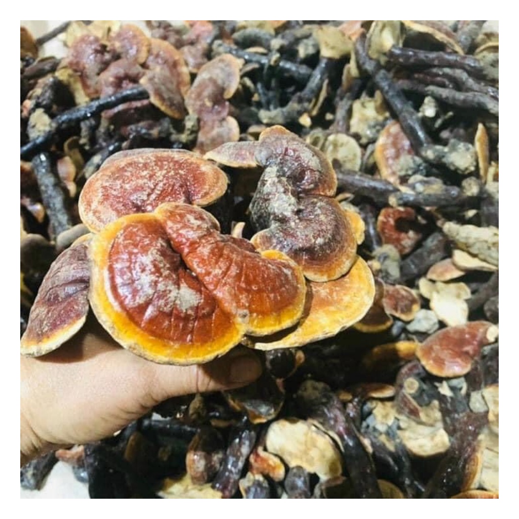 Nấm Lim Xanh Hàng Chuẩn Rừng Tự Nhiên 100Gr | BigBuy360 - bigbuy360.vn