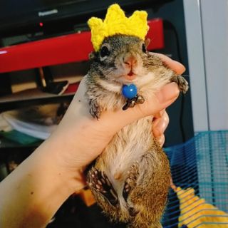 Nón hamster, sóc, bọ ú, rat,.... Bảng 3