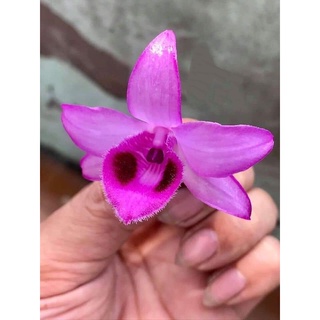 [Rẻ vô địch] Phi điệp tím Hà Tây hàng giống