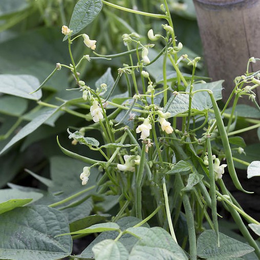 Gói 50 gram hạt giống đậu cove lùn xanh - tỷ lệ mầm 95%