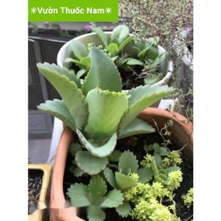 Cây sống đời con làm giống