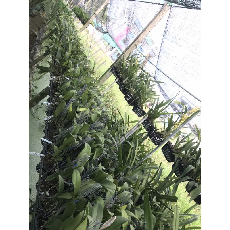 Hoa lan Cattleya Rungnapha cây đẹp, hoa to