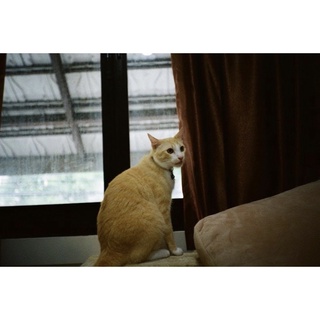 MÁY FILM PNS KONICA C35 AF