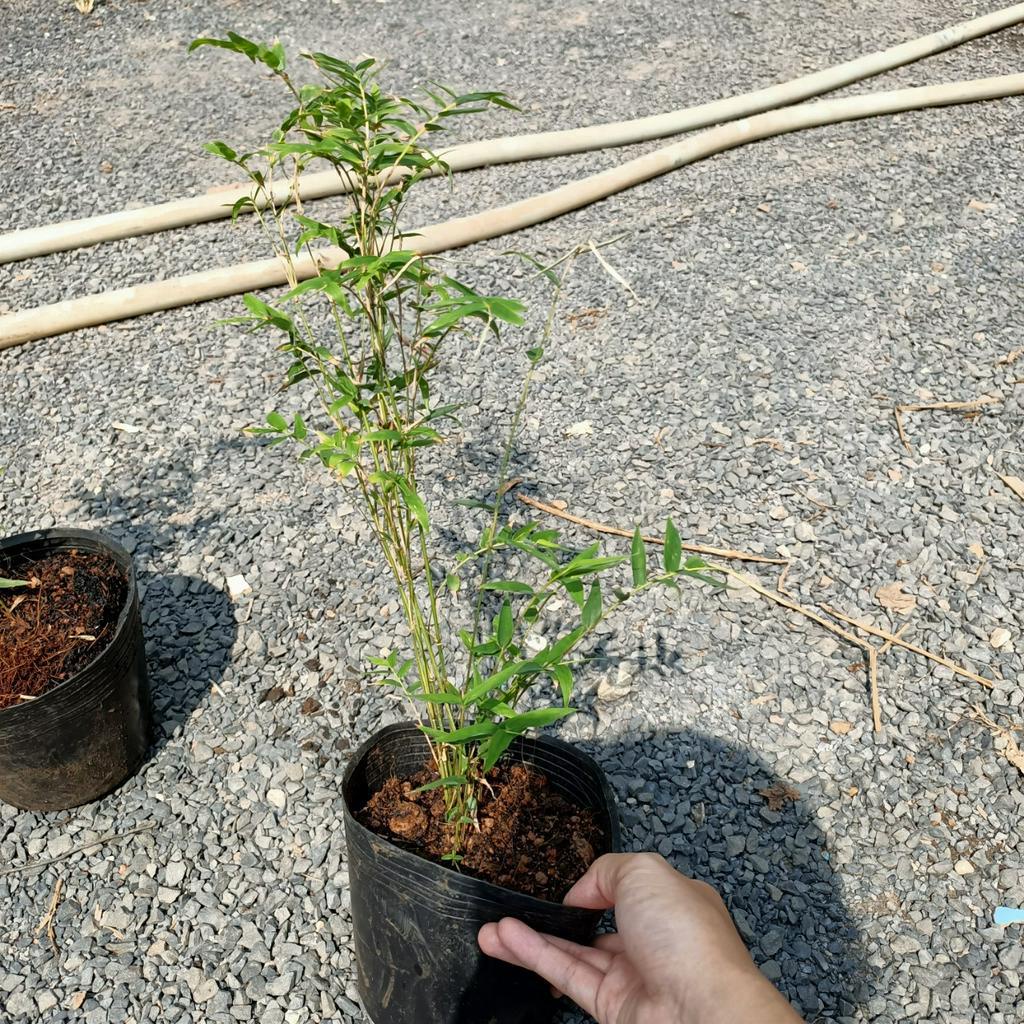Cây trúc tăm trồng hàng rào sân vườn mang ý nghĩa may mắn
