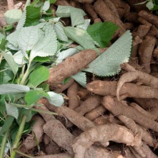 Củ gai tươi