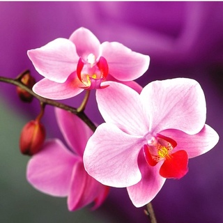 (10 túi lưới) Phân Bón Hữu Cơ Dùng Cho Hoa Lan