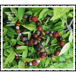 CHUỖI HẠT LIÊN HOA BỒ ĐỀ BÌNH AN