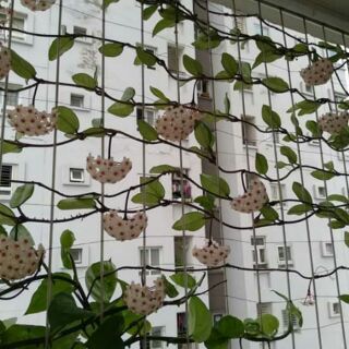 Lan cẩm cù