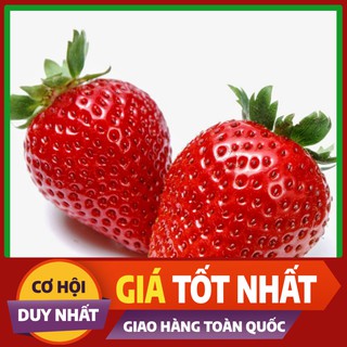 Hạt giống Dâu Tây Đà Lạt