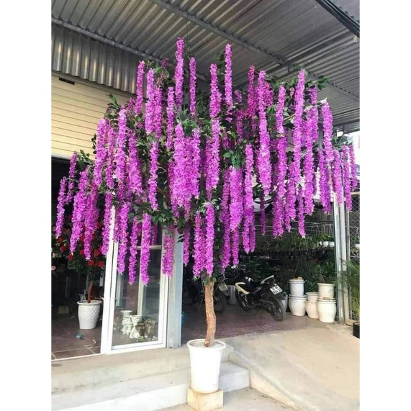 combo 12 cành tử đằng