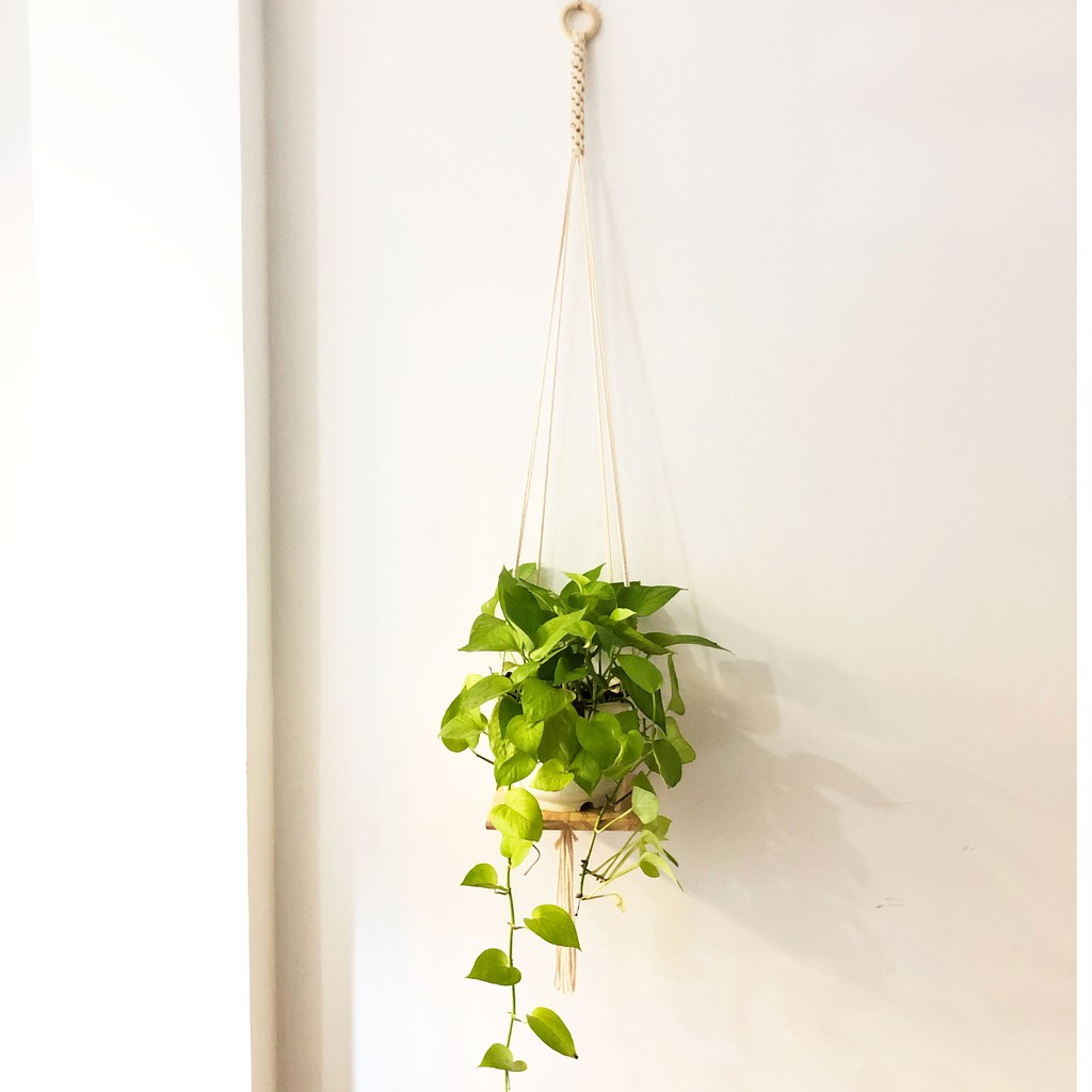 Kệ treo tường để sách chậu hoa Macrame (gỗ tự nhiên 20x20cm, dây cotton)