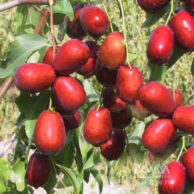 Cây giống táo đỏ tân cương