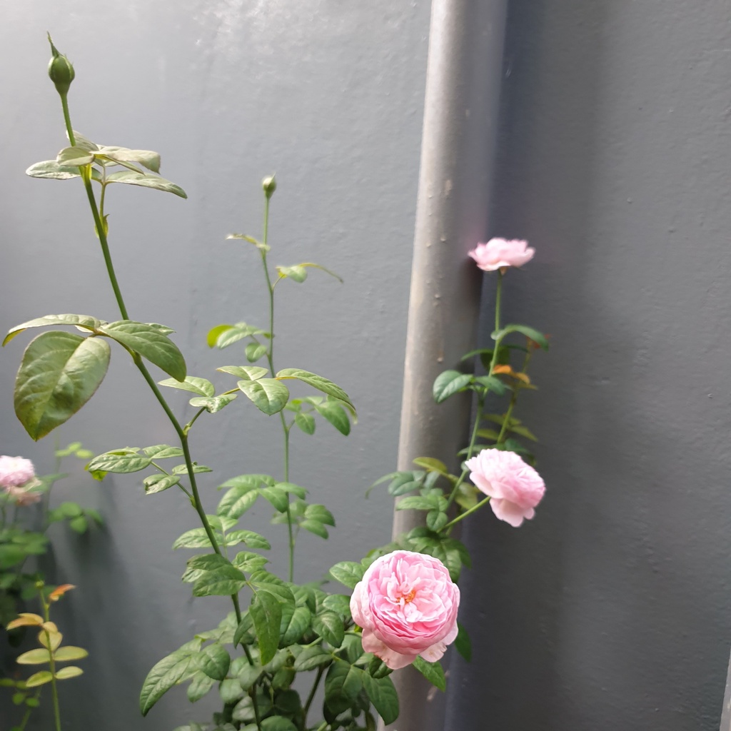 Hoa hồng leo Mon coeur + tặng phân bón cho cây khỏe mạnh