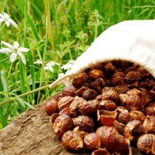 Quả bồ hòn rửa bát