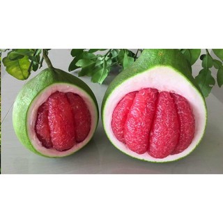 bưởi da xanh ruột đỏ