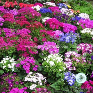 25.HAT Hạt Giống Hoa Cúc Lá Nho Mix Màu (KD| -KD: B33*V72*M237)