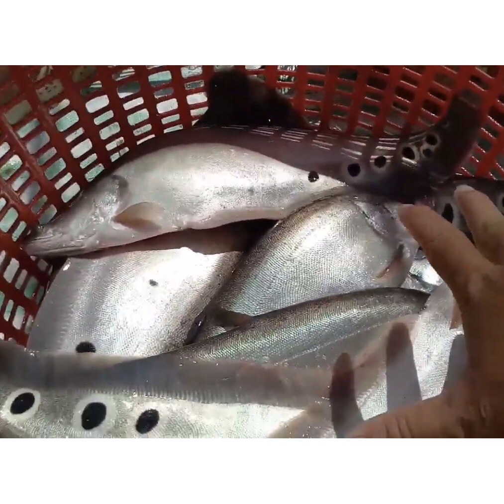 Canxi Alpha D3 - cung cấp canxi cho cá, tôm, lươn, ếch - chống còi, chống hao hụt khi thay nước - tino.officialstore