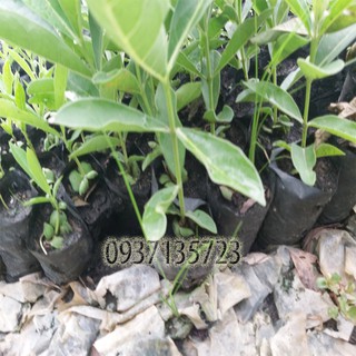 combo 5 cây giống chuông vàng ( cây giống )