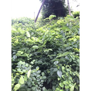 Cây Giống Dáng Hương