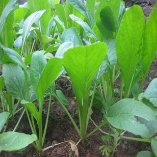 Hạt giống cải ngọt cọng xanh 🌱