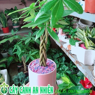 Chậu cây kim ngân thắt bính
