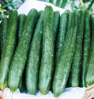 Hạt Giống Dưa Chuột Nhật Hạt Nép( Ít Gai)