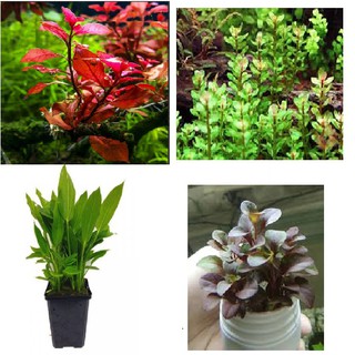 Combo tổng hợp các loại cây thủy sinh đẹp dễ trồng dễ chăm sóc cho bể thủy sinh : liễu xanh, tân đế, vảy ốc 10k/1 khóm