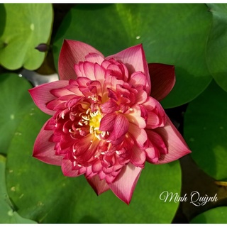 Củ sen Red rosy
